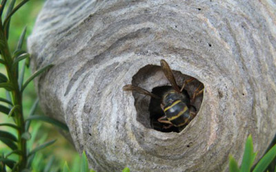 Ready For Hornet Nest Removal? 3 Safety Tips To Consider